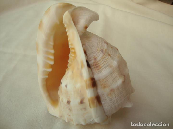 Coleccionismo de moluscos: caracola - Foto 1