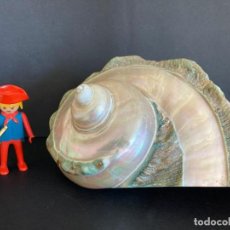 Coleccionismo de moluscos: CARACOLA / CONCHA DE NÁCAR, MADREPERLA, NAUTILUS, GRAN TAMAÑO (17 X 13 CM APROX)