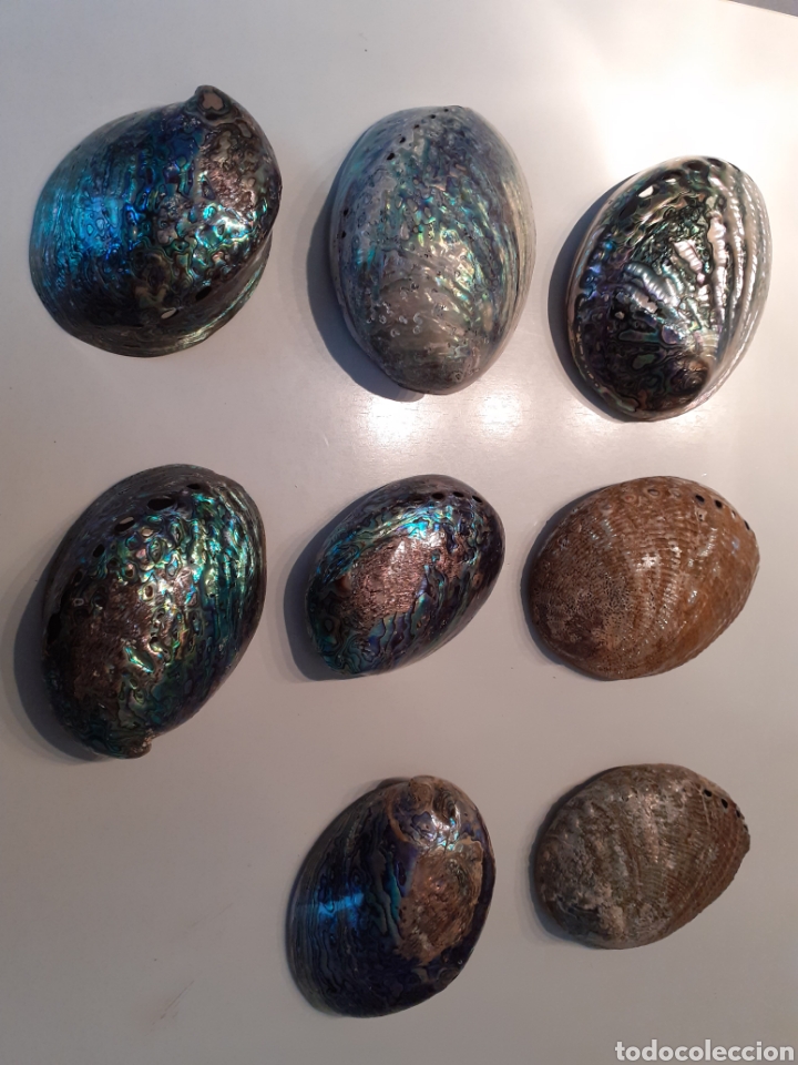 Coleccionismo de moluscos: Colecci&oacute;n 8 conchas de n&aacute;car, oreja de mar - Foto 3