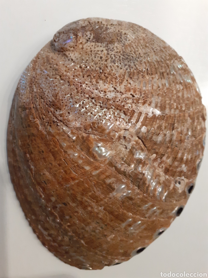 Coleccionismo de moluscos: Colecci&oacute;n 8 conchas de n&aacute;car, oreja de mar - Foto 12