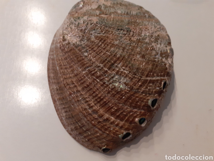 Coleccionismo de moluscos: Colecci&oacute;n 8 conchas de n&aacute;car, oreja de mar - Foto 13