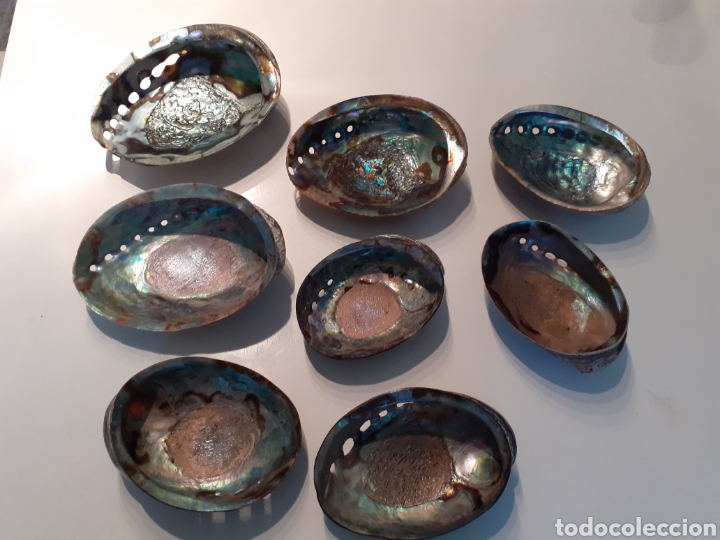 Coleccionismo de moluscos: Colecci&oacute;n 8 conchas de n&aacute;car, oreja de mar - Foto 2