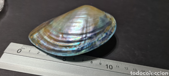 Coleccionismo de moluscos: Preciosa concha de nacar o simil. - Foto 7