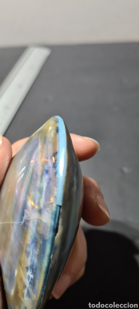 Coleccionismo de moluscos: Preciosa concha de nacar o simil. - Foto 9