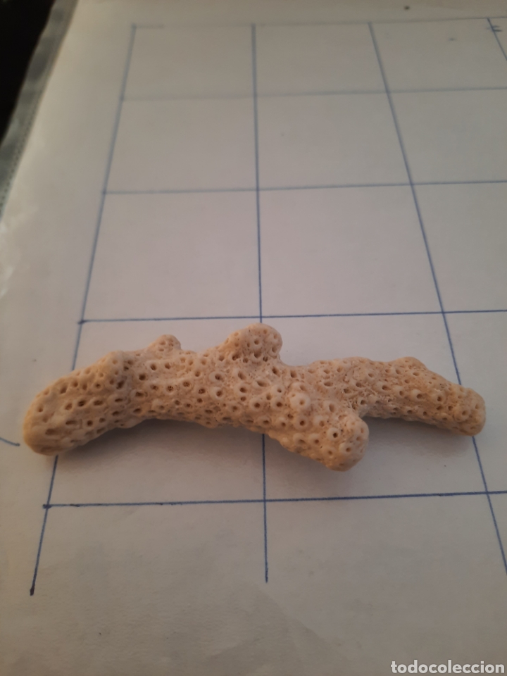 Coleccionismo de moluscos: Coral blanco del mediterraneo
