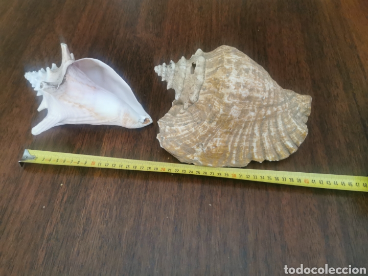 Coleccionismo de moluscos: Caracolas del mar - Foto 2