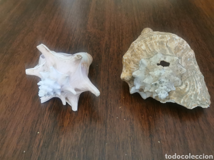 Coleccionismo de moluscos: Caracolas del mar - Foto 1