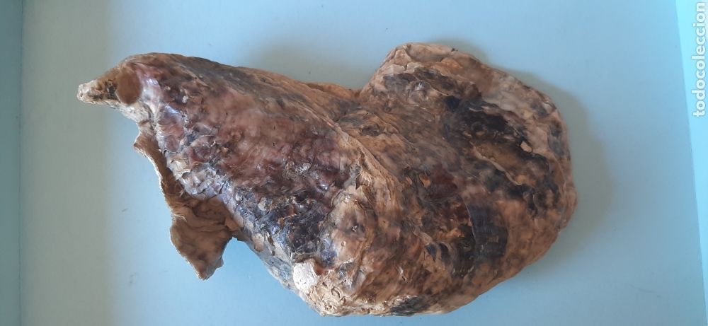 Coleccionismo de moluscos: Concha de Ostra - Foto 2
