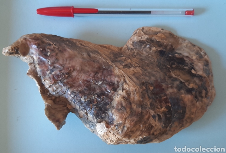 Coleccionismo de moluscos: Concha de Ostra - Foto 4