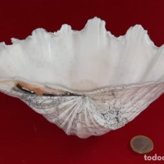 Collectionnisme de mollusques: CONCHA DE MAR 21,5 X 15,5 CM.. Lote 264493764