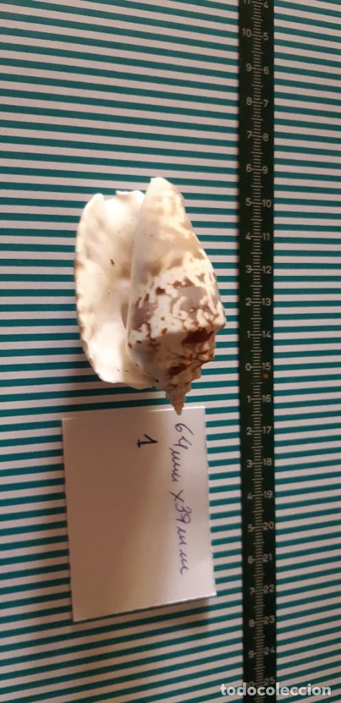 Coleccionismo de moluscos: CARACOLA. - Foto 2