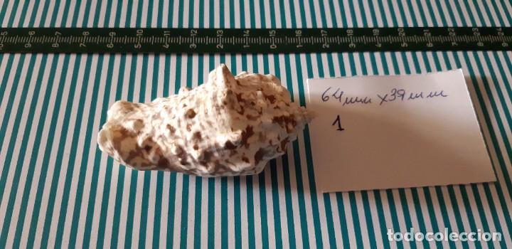 Coleccionismo de moluscos: CARACOLA. - Foto 3