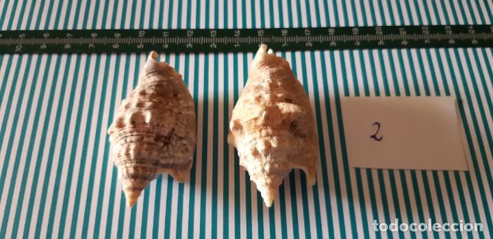 Coleccionismo de moluscos: CARACOLAS. - Foto 1