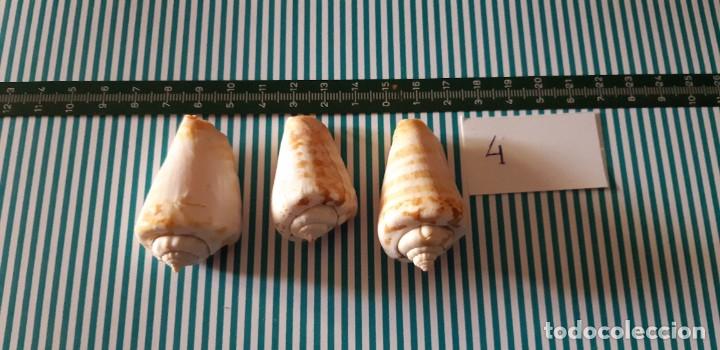 Coleccionismo de moluscos: CARACOLAS. - Foto 1