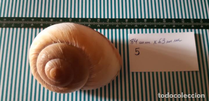 Coleccionismo de moluscos: CARACOLA. - Foto 1