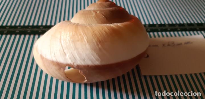 Coleccionismo de moluscos: CARACOLA. - Foto 3
