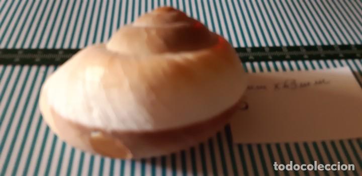 Coleccionismo de moluscos: CARACOLA. - Foto 4