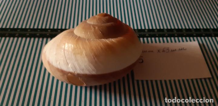Coleccionismo de moluscos: CARACOLA. - Foto 5