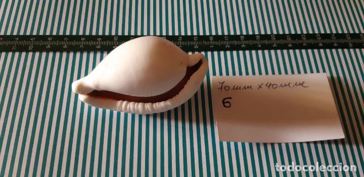 Coleccionismo de moluscos: CARACOLA. - Foto 2