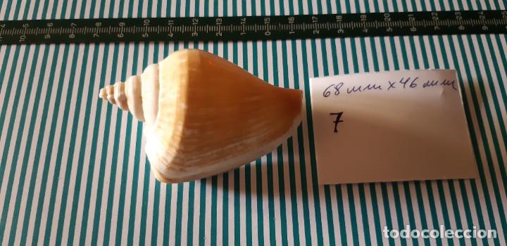 Coleccionismo de moluscos: CARACOLA. - Foto 1