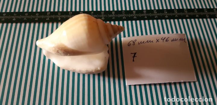 Coleccionismo de moluscos: CARACOLA. - Foto 2