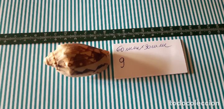 Coleccionismo de moluscos: CARACOLA. - Foto 1