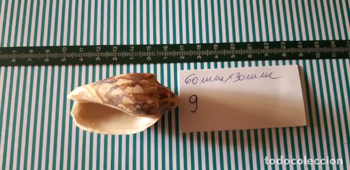 Coleccionismo de moluscos: CARACOLA. - Foto 2