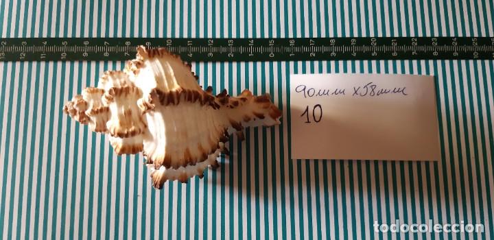 Coleccionismo de moluscos: CARACOLA. - Foto 1