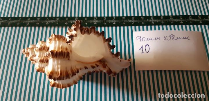 Coleccionismo de moluscos: CARACOLA. - Foto 2