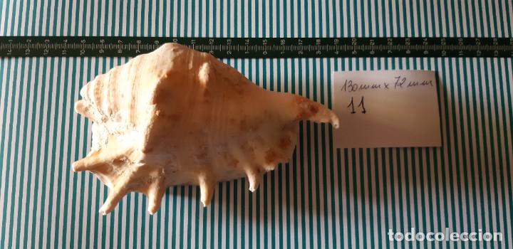 Coleccionismo de moluscos: CARACOLA. - Foto 1