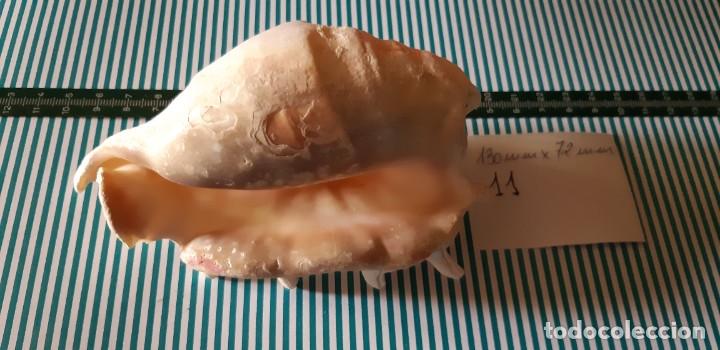 Coleccionismo de moluscos: CARACOLA. - Foto 2