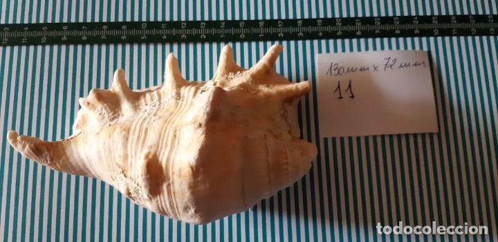 Coleccionismo de moluscos: CARACOLA. - Foto 3