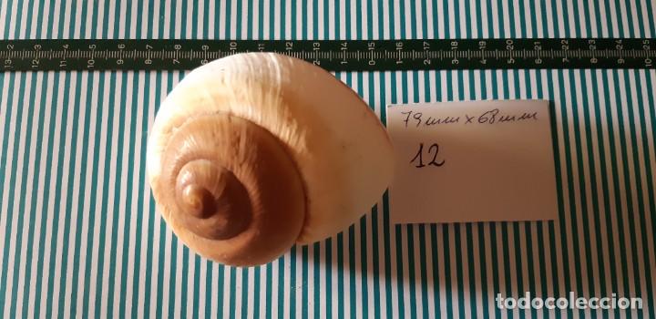 Coleccionismo de moluscos: CARACOLA. - Foto 1