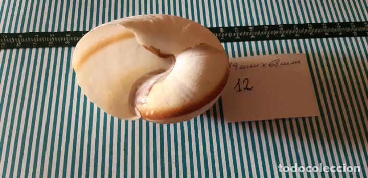 Coleccionismo de moluscos: CARACOLA. - Foto 2