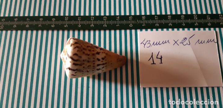 Coleccionismo de moluscos: CARACOLA. - Foto 1