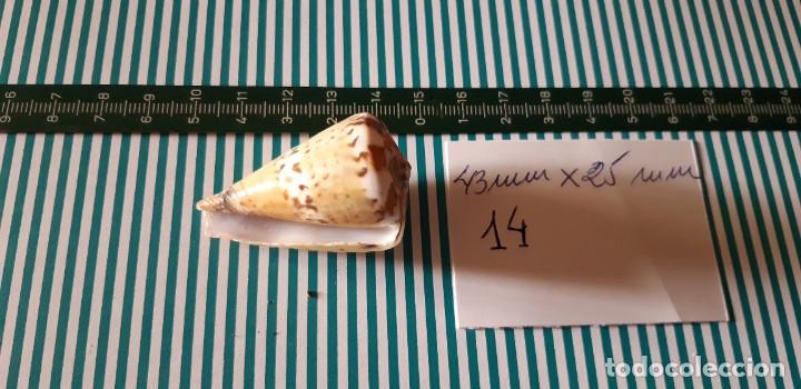 Coleccionismo de moluscos: CARACOLA. - Foto 2
