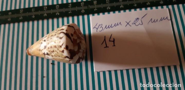 Coleccionismo de moluscos: CARACOLA. - Foto 3
