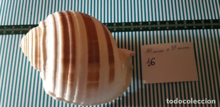 Coleccionismo de moluscos: CARACOLA. - Foto 1