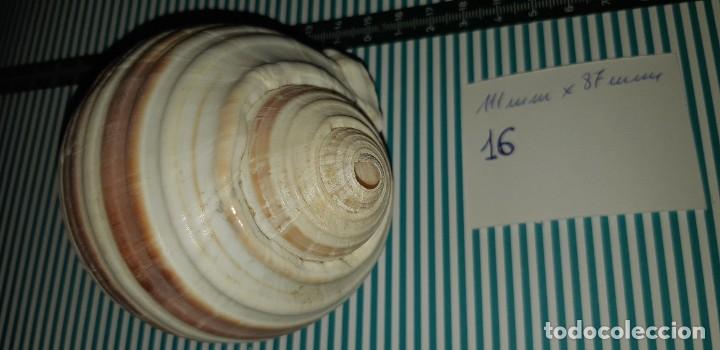 Coleccionismo de moluscos: CARACOLA. - Foto 2