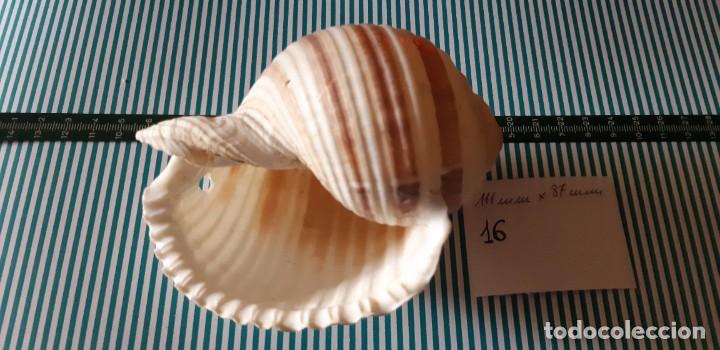 Coleccionismo de moluscos: CARACOLA. - Foto 3