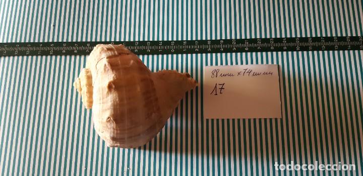 Coleccionismo de moluscos: CARACOLA. - Foto 1