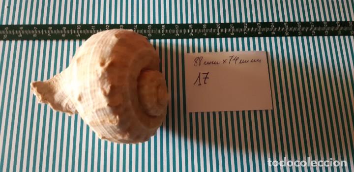 Coleccionismo de moluscos: CARACOLA. - Foto 2