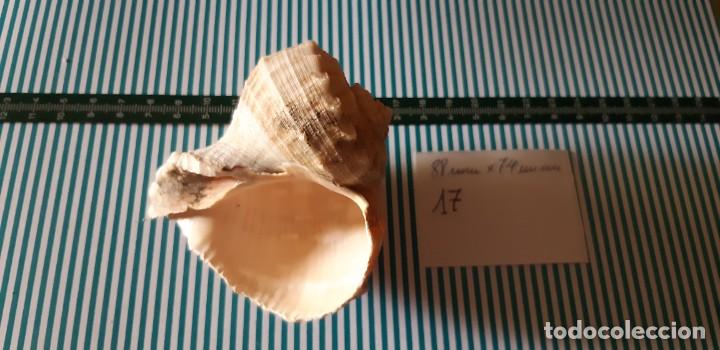 Coleccionismo de moluscos: CARACOLA. - Foto 3