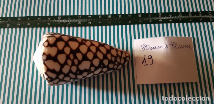 Coleccionismo de moluscos: CARACOLA. - Foto 1