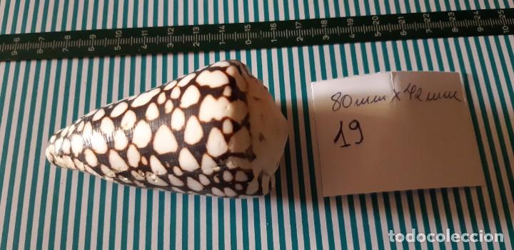 Coleccionismo de moluscos: CARACOLA. - Foto 2