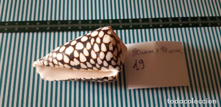 Coleccionismo de moluscos: CARACOLA. - Foto 3