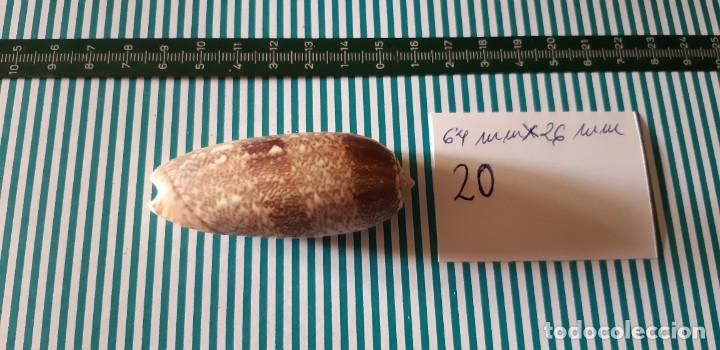Coleccionismo de moluscos: CARACOLA. - Foto 1