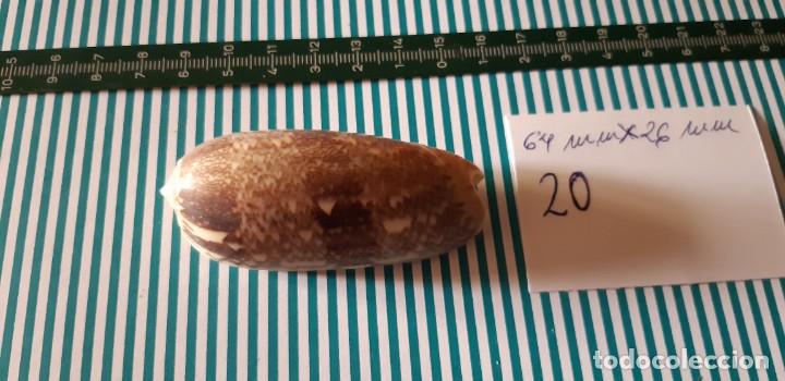Coleccionismo de moluscos: CARACOLA. - Foto 2
