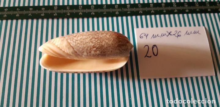Coleccionismo de moluscos: CARACOLA. - Foto 3
