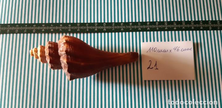 Coleccionismo de moluscos: CARACOLA. - Foto 1